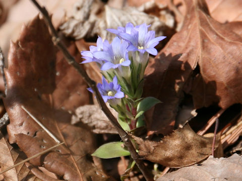 Gentiana zollingeri