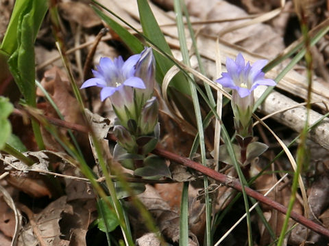 Gentiana zollingeri