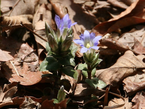 Gentiana zollingeri