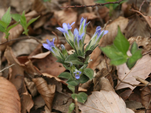 Gentiana zollingeri