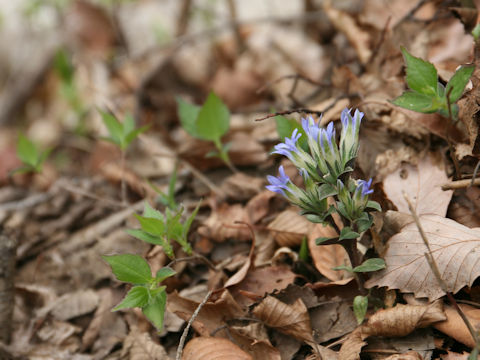 Gentiana zollingeri