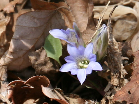 Gentiana zollingeri