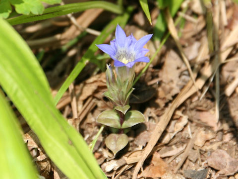 Gentiana zollingeri