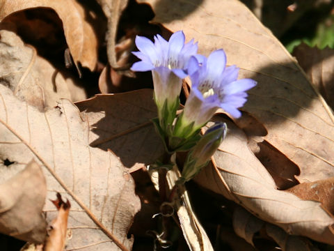 Gentiana zollingeri