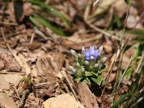 Gentiana zollingeri