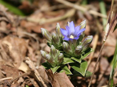 Gentiana zollingeri