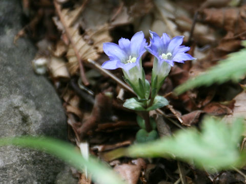 Gentiana zollingeri