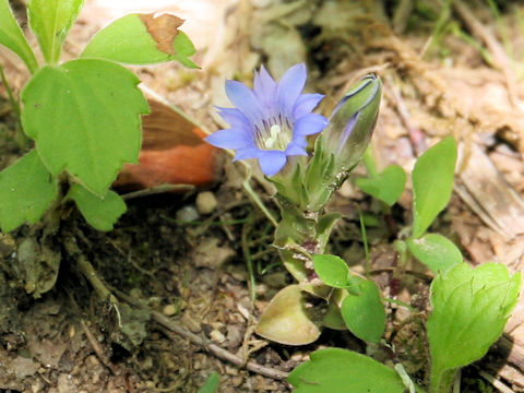 Gentiana zollingeri