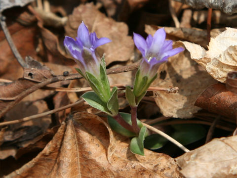 Gentiana zollingeri