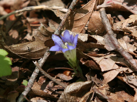 Gentiana zollingeri