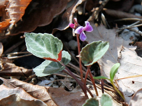 Viola sieboldii f. variegata