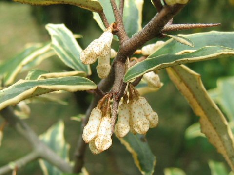 Elaeagnus pungens cv. Variegata