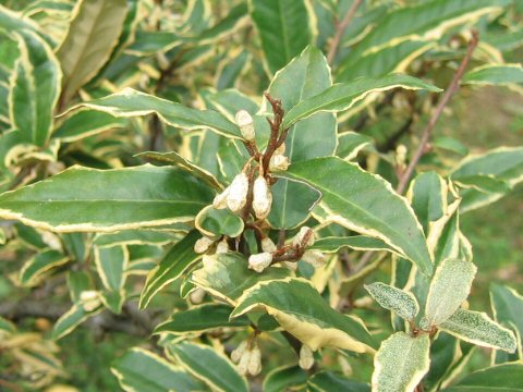 Elaeagnus pungens cv. Variegata