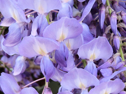 Wisteria floribunda