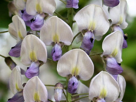 Wisteria floribunda