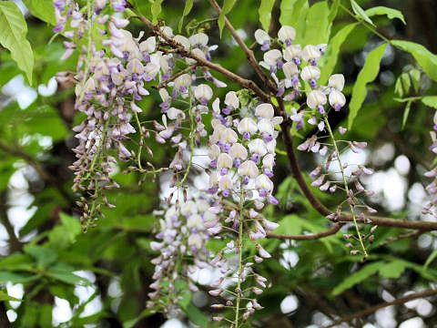 Wisteria floribunda