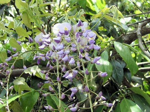 Wisteria floribunda