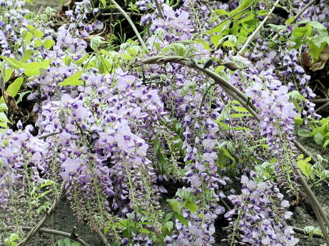 Wisteria floribunda