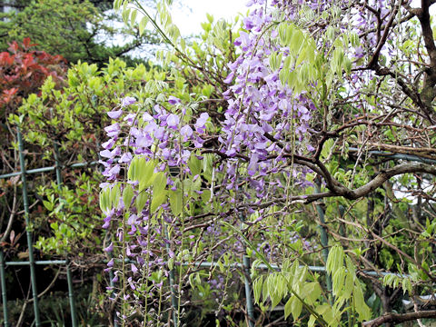 Wisteria floribunda