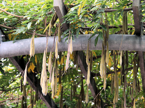 Wisteria floribunda