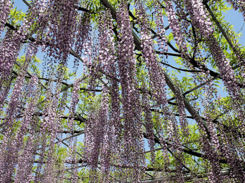 Wisteria floribunda