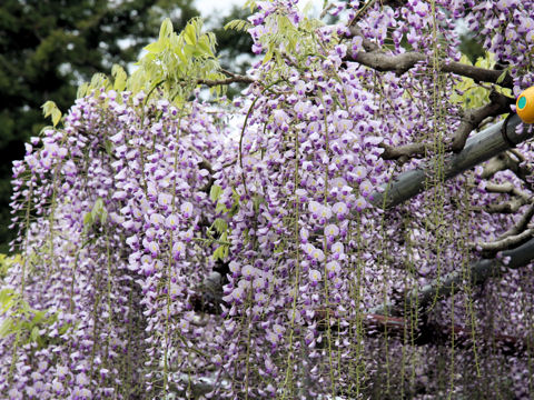 Wisteria floribunda