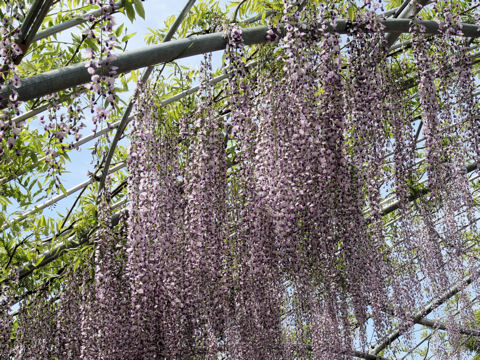 Wisteria floribunda