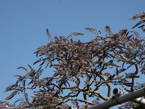 Wisteria floribunda