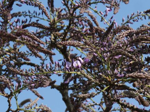 Wisteria floribunda