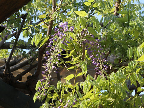 Wisteria floribunda