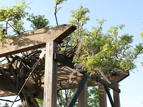 Wisteria floribunda