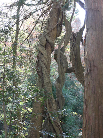 Wisteria floribunda