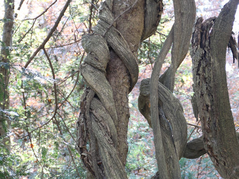 Wisteria floribunda