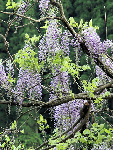 Wisteria floribunda