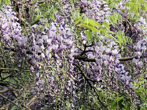 Wisteria floribunda