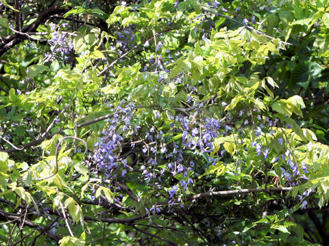 Wisteria floribunda