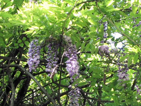 Wisteria floribunda