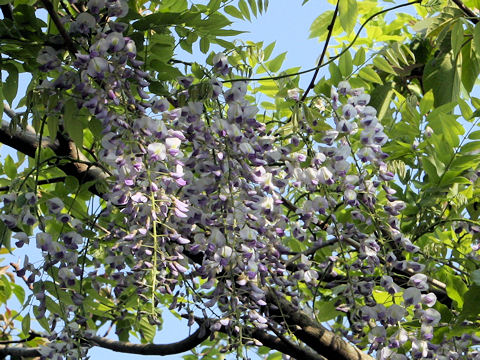 Wisteria floribunda