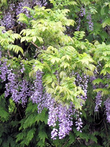 Wisteria floribunda