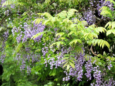 Wisteria floribunda