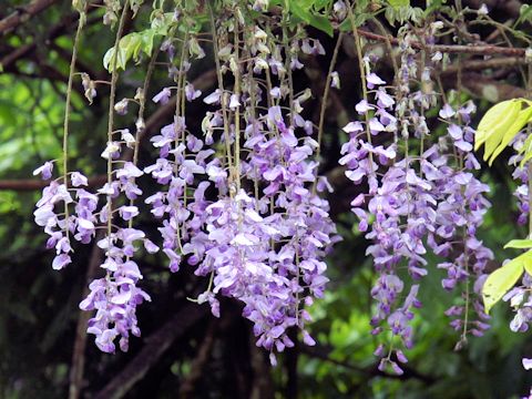 Wisteria floribunda