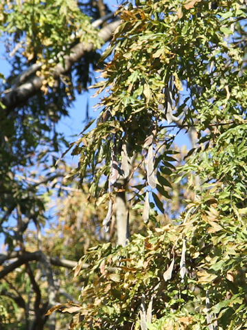 Wisteria floribunda