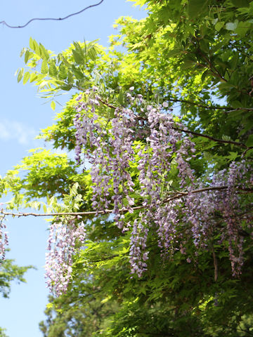 Wisteria floribunda