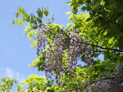 Wisteria floribunda