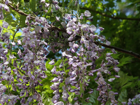 Wisteria floribunda