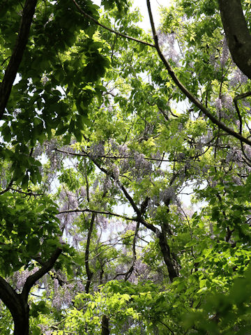 Wisteria floribunda