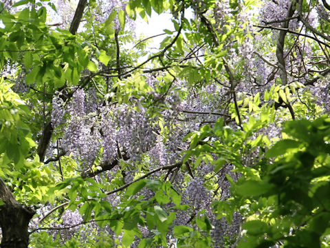 Wisteria floribunda