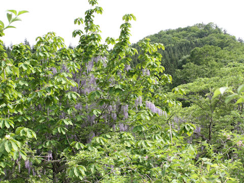 Wisteria floribunda