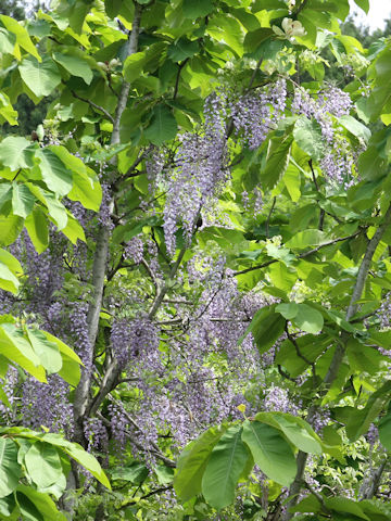 Wisteria floribunda