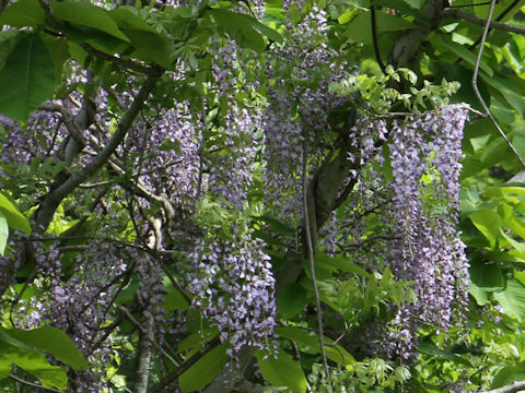 Wisteria floribunda